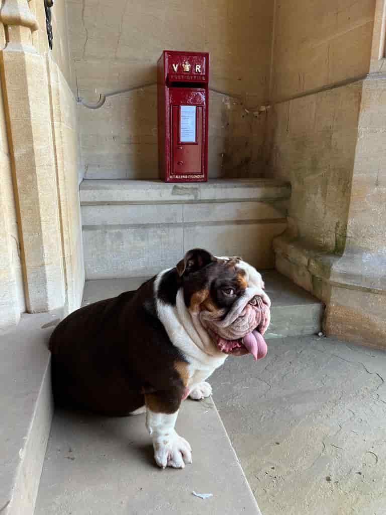 bulldophoto