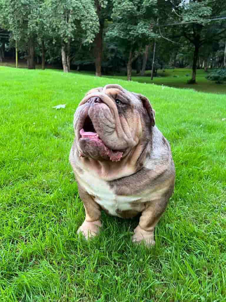 bulldophoto